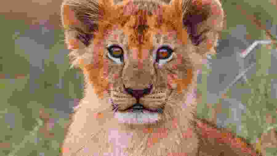 A Lion Cub