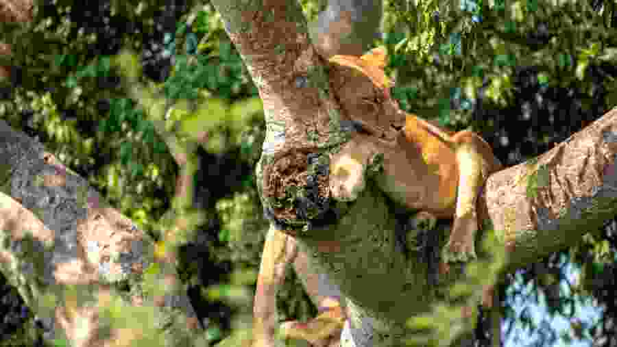 Queen Elizabeth National Park