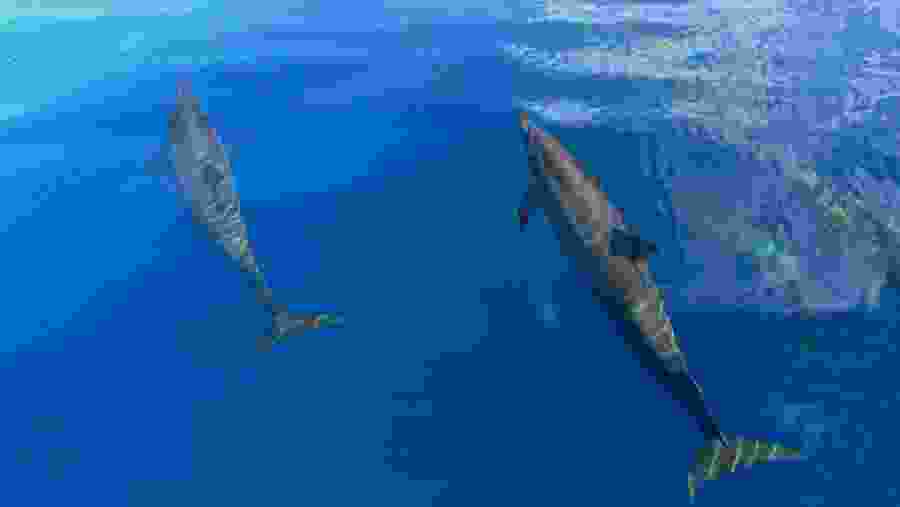 Snorkel with Dolphins