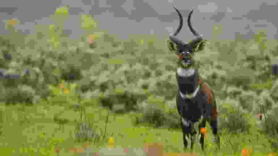 Trekking Tour To Bale Mountain