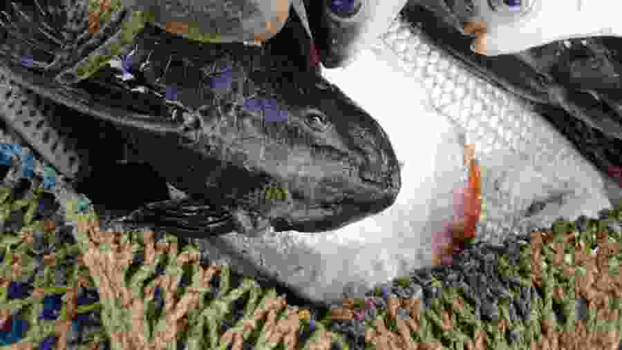 Suckermouth catfish