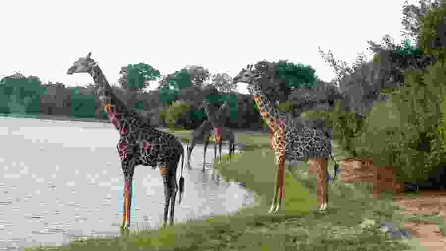 Giraffes at Selous Game Reserve