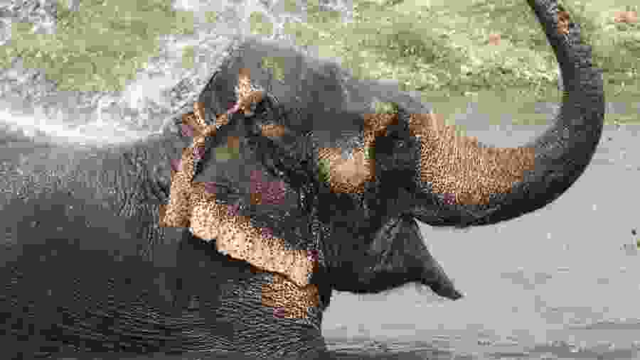 Elephant at Chitwan National Park