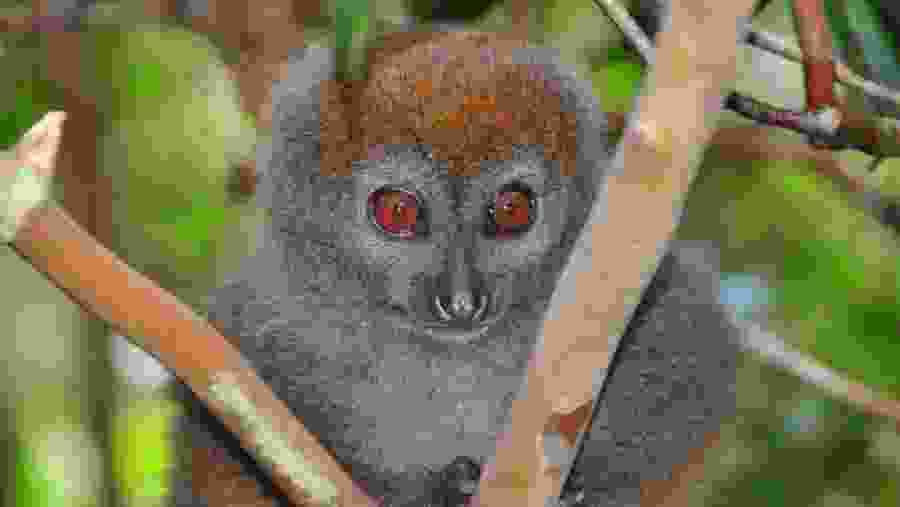 Lemur in Andasibe Park
