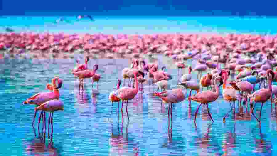 Flamingoes