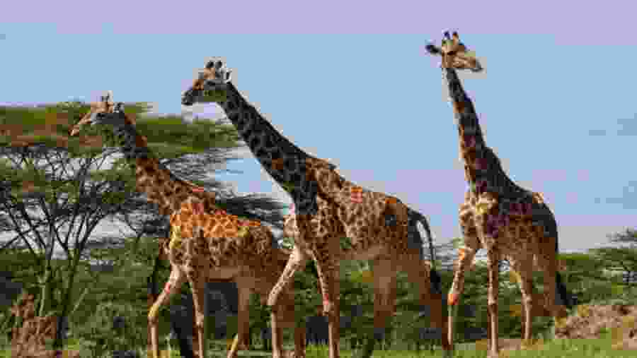 Witness playful giraffes