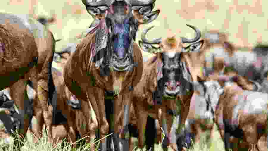 Wildebeest at Serengeti National Park