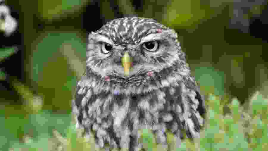 Little Owl