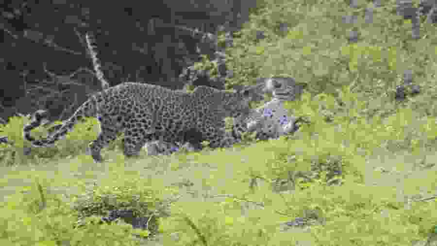 Leopards