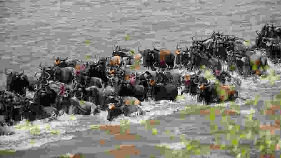 The Great Migration of wildebeest in Masai Mara National Reserve