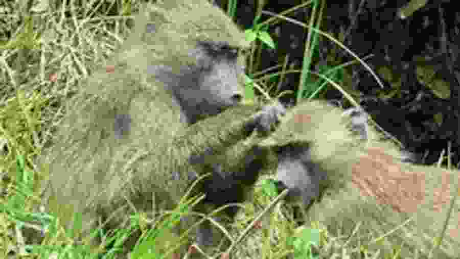 Witness the primate life in Africa