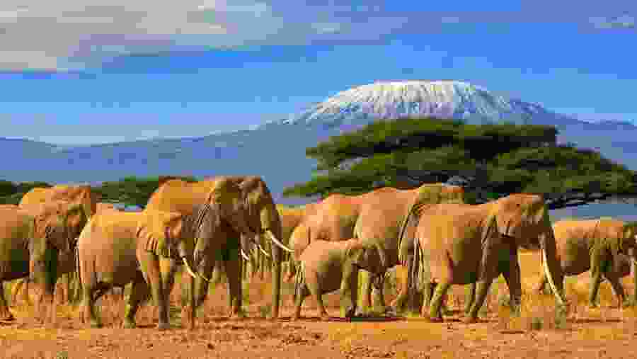 Amboseli National Park