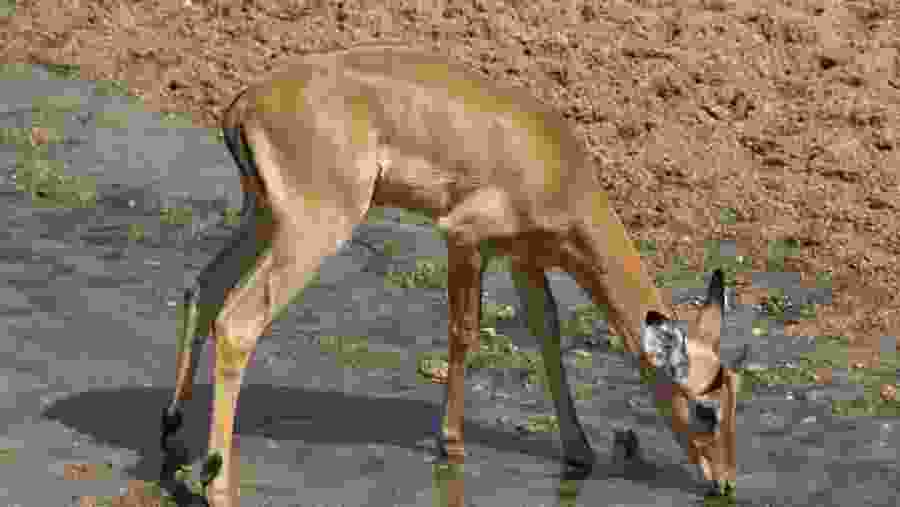 Spot rare antelopes at Miombo forest