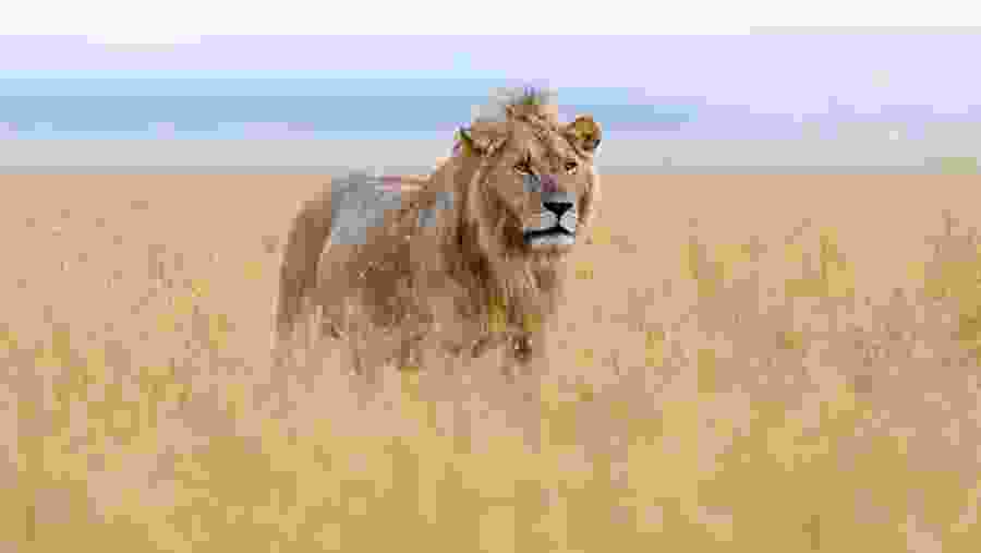 Uganda Male Lion