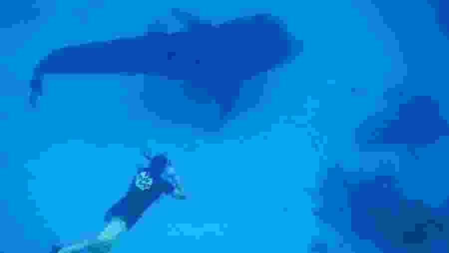 Swimming with Whale Sharks in Tanawan