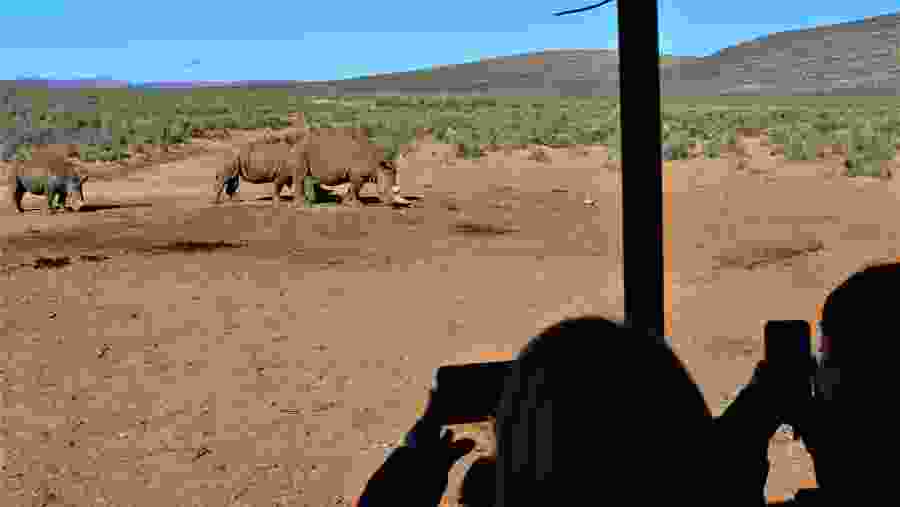 spot African rhinos