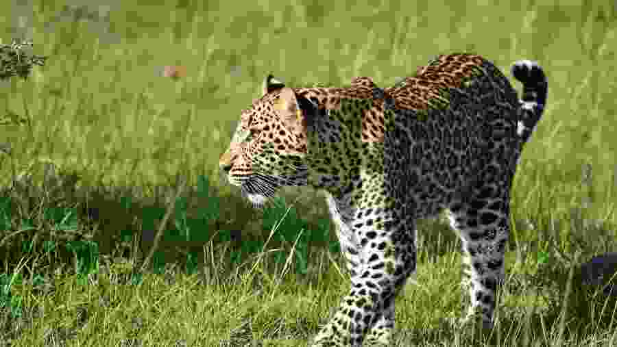 Witness the wildlife