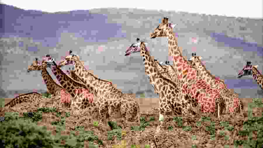 Masai Giraffe