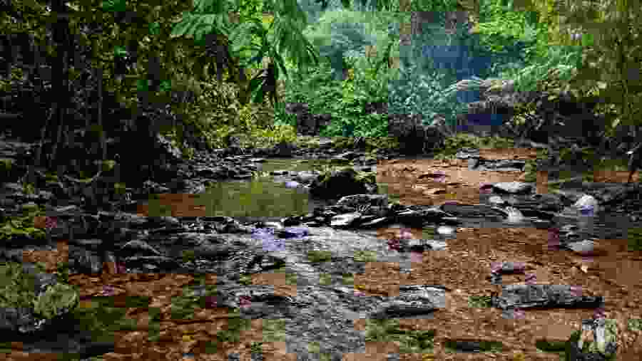 Explore the Jungles of Indonesia