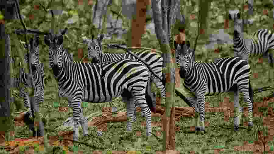 Zebras