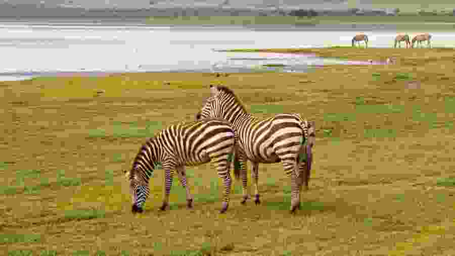 ZebrasgrazingCrater