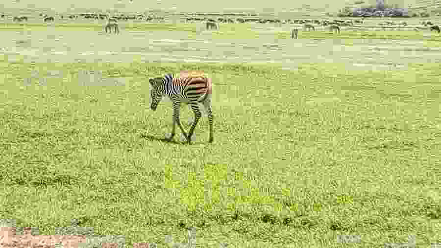 Spot Zebras at Arusha National Park