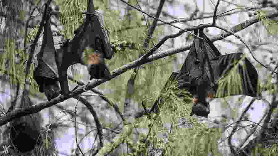 Bats