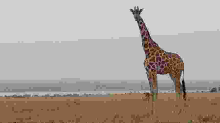 Giraffe in Murchison Falls National Park