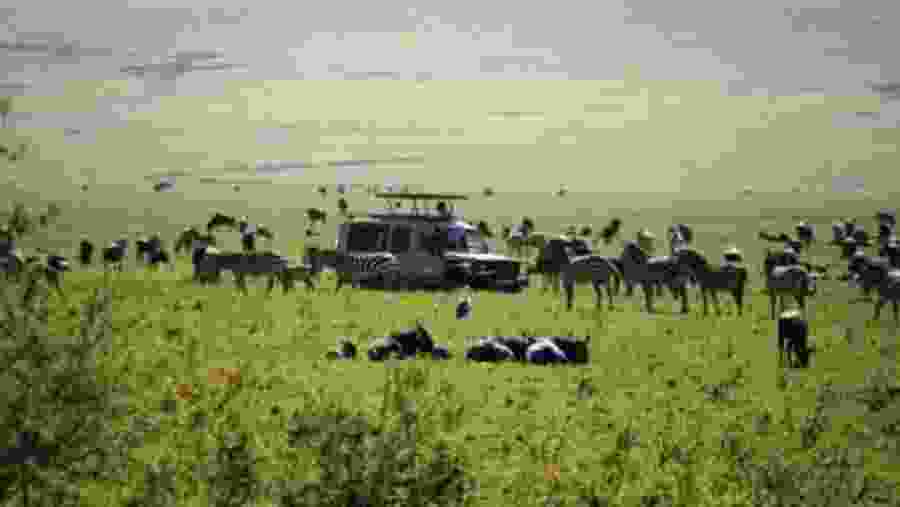 Ngorongoro Crater Wildlife
