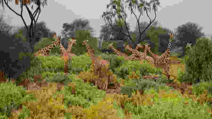 Spot towering giraffes at Aberdare National Park