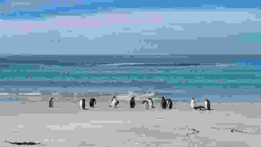 Penguin colony