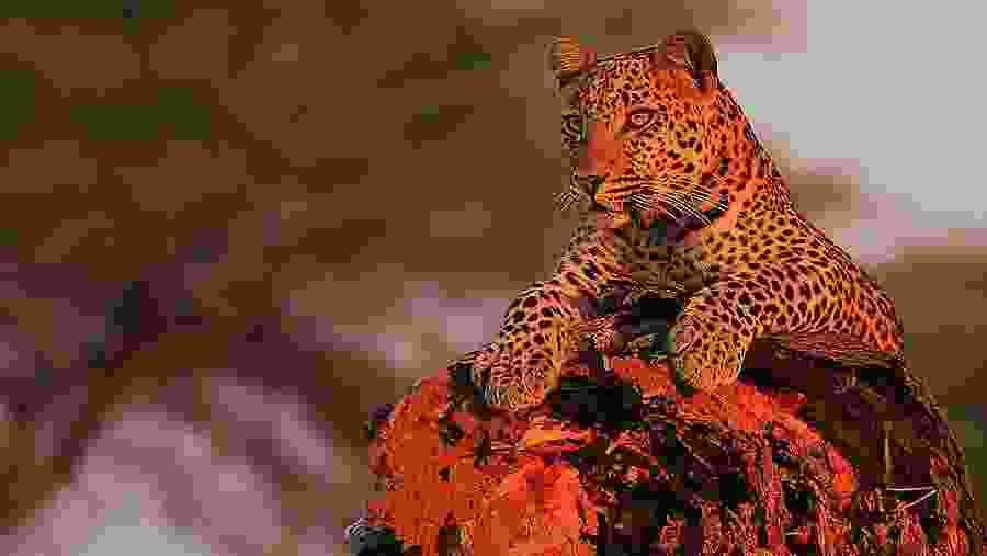 Wild Wonders of Ruaha