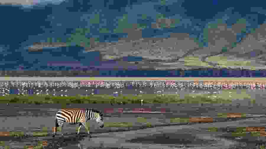 Enjoy game drives through the Ngorongoro Conservation Area