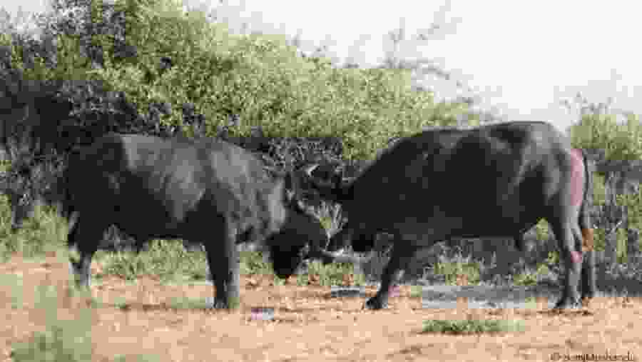 Wildlife In Zambezi National Park