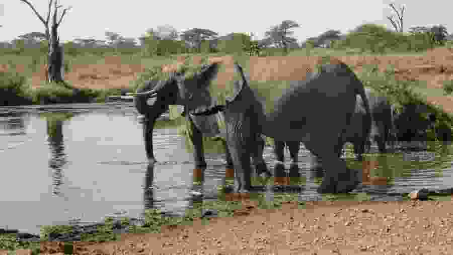 Elephants at Serengeti National Park