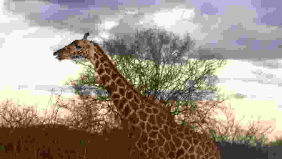 Giraffe at Tsavo West National Park