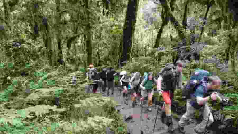 Jungle Expedition