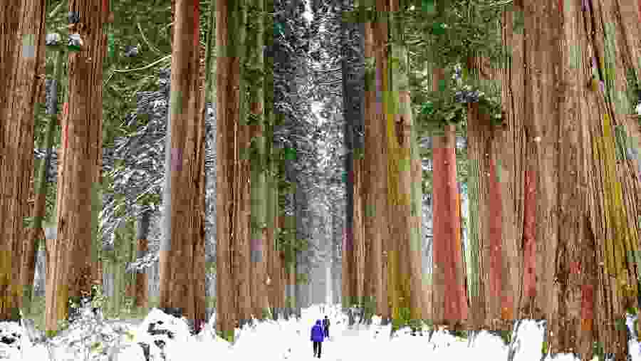 Cedar Promenade of Inner Togakushi