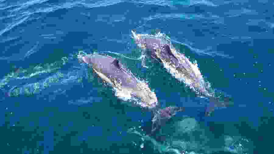 Dolphins