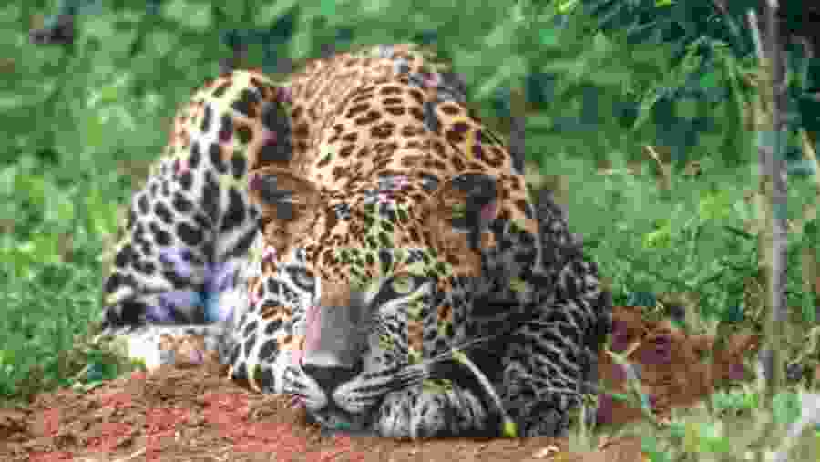 leopard in Wilpattu National Park