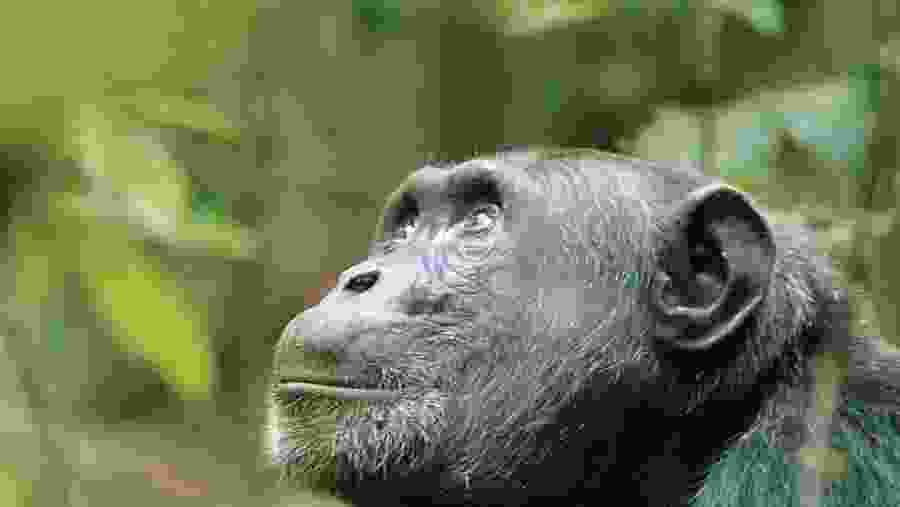 Gorilla Trekking