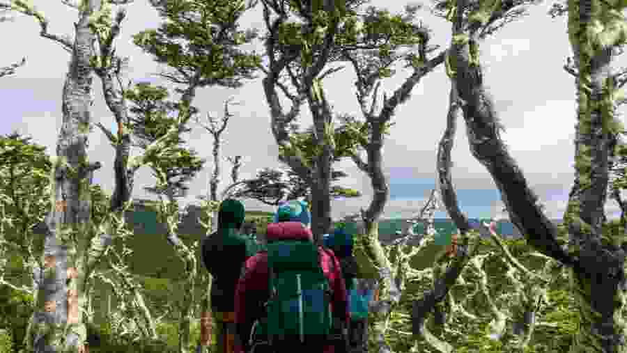 Travellers in the Patagonian Forest