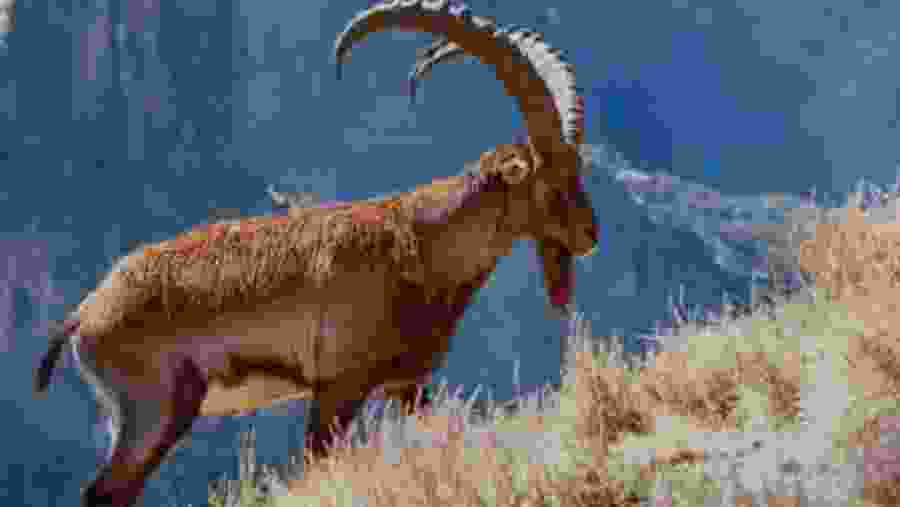 Alpine ibex
