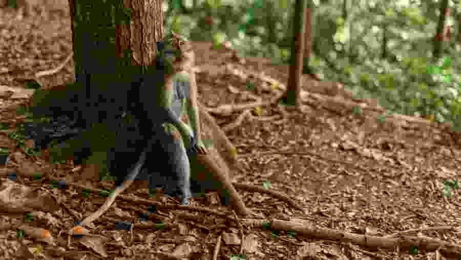 Monkey Forest, Bali