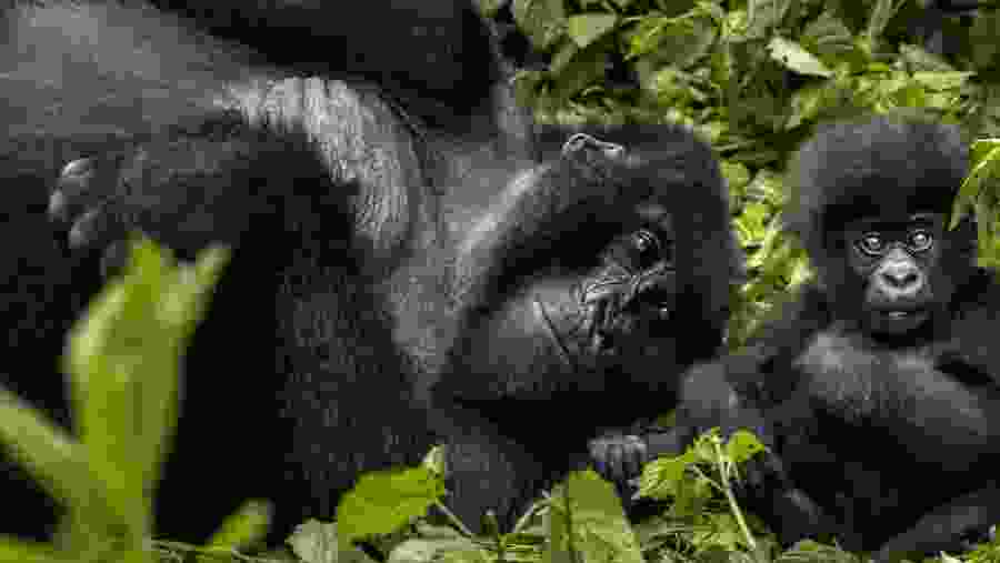 Gorilla Trekking