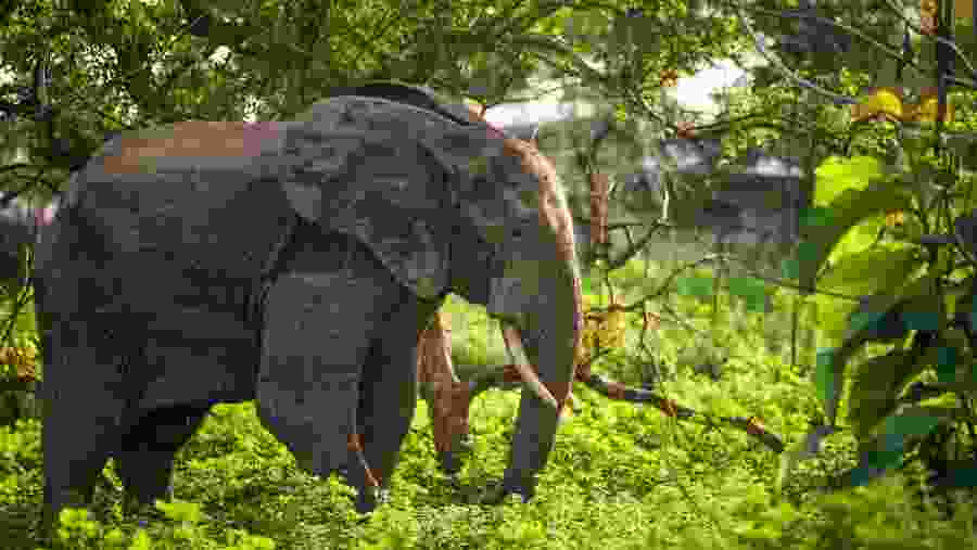 Witness the wildlife