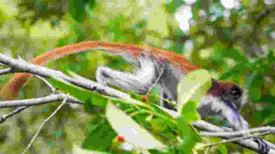 Red Colobus Monkey