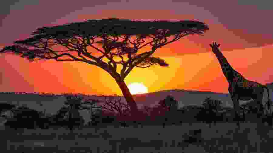 Sunset at Serengeti National Park