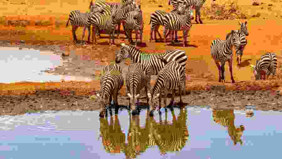 Look for zebras