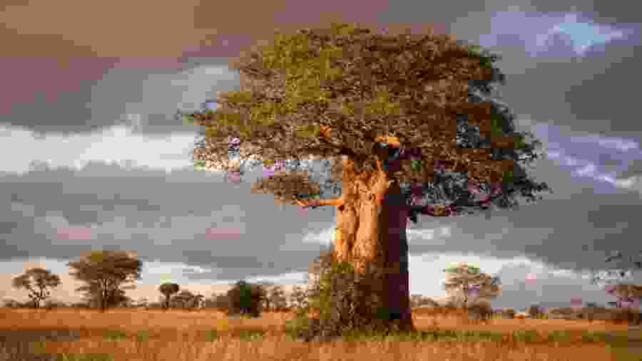 Baobab tree